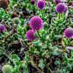 Sphaeranthus Indicus Leaves Powder | Gorakhmundi | Tapaswini