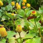 Spilanthes Acmella Whole Plant Powder | Akarkara | Toothache Plant Powder