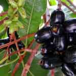 Syzygium Cumini Leaves Powder | Jamun | Jambulah