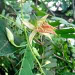 Tamarindus Indica Flower Powder | Tamrind Flower