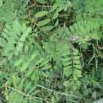 Tephrosia Purpurea Whole Plant Powder | Sharapunkha | Wild Indigo