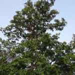 Arjuna Tree Bark Powder | Terminalia Arjuna | Kakubha | Partha | Svetavaha