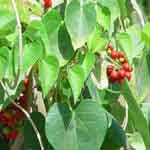 Tinospora Cordifolia Stem Powder | Guduchi