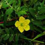 Tribulus Terrestris Leaves Powder | Ane Neggalu | Neggina Mullu | Gokhru