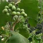 Turkey Berry Powder | SOLANUM TORVUM | GULLA BADANE