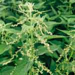Urtica Dioica Leaves Powder | Common Nettle | Vrscikali | Bichchhu Buti