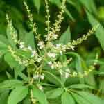 Vitex Negundo Leaves Powder | Nirgundi | Sindhuvara