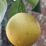 Whole Lemon Powder | Gaja Nimbe Powder