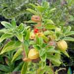 Withania Somnifera Whole Plant Powder | Ashwagandha | Hayahvaya | Varahakarni | Pannerugadda