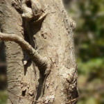 Wrightia Tinctoria Bark Powder | Sweet Kutaja Bark Powder | Shwetha Kutaj Bark Powder | Stri kutaja | Hyamaraka