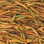 Wrightia Tinctoria Seeds Powder | Sweet Kutaja Seeds Powder | Shwetha Kutaj Seeds Powder | Stri kutaja | Hyamaraka