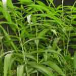 Zingiber Officinale Leaves Powder | Ginger | Inji | Ada